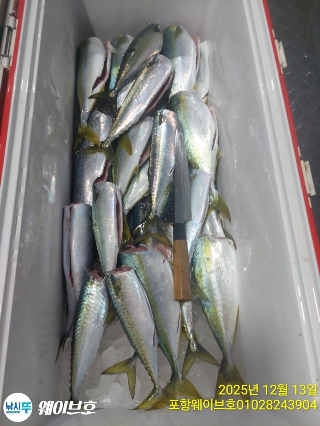 낚시뚜,방어,삼치,구룡포항,뉴웨이브호,낚시뚜12