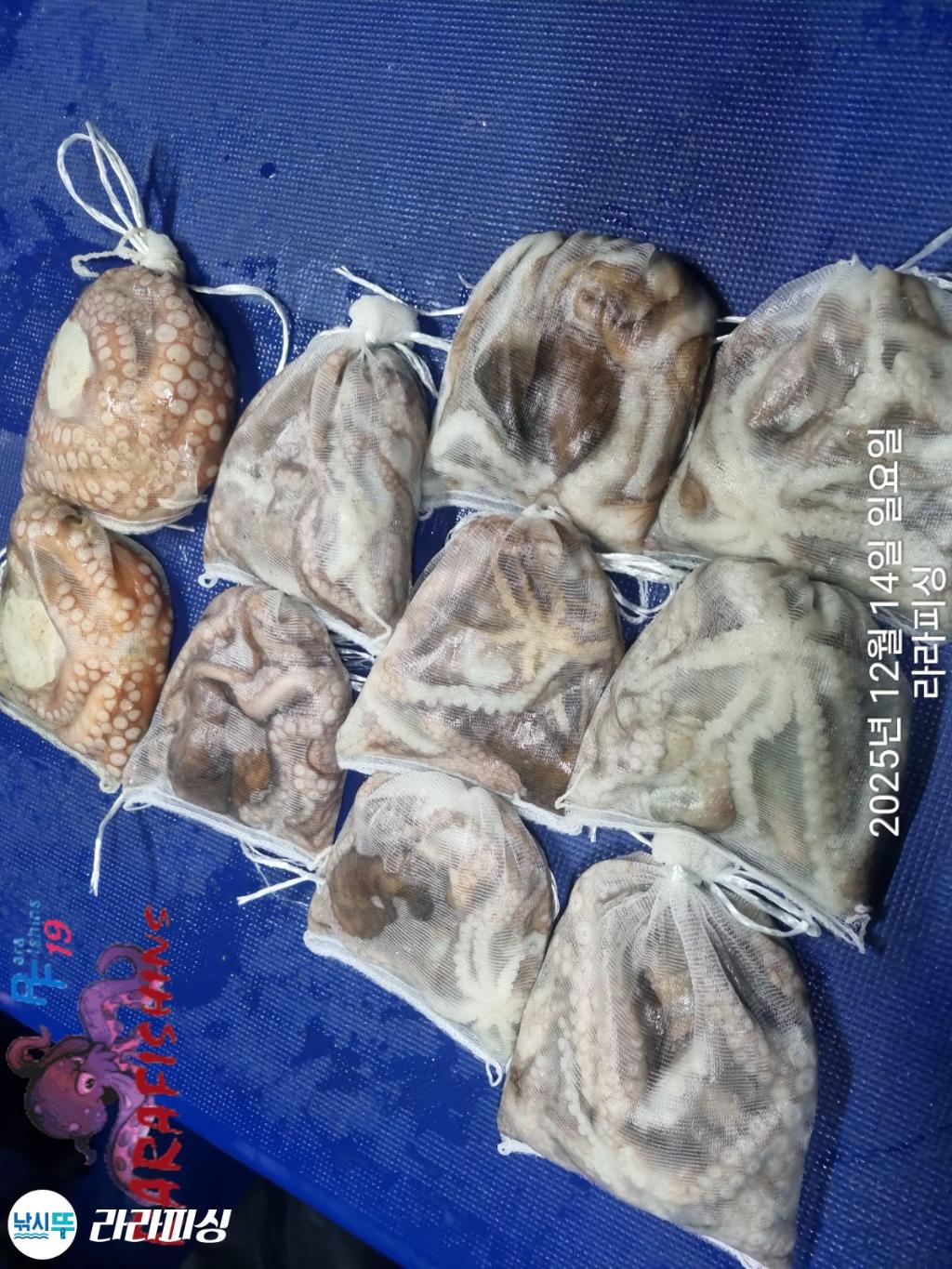 낚시뚜,낙지,속천항(진해),라라피싱,낚시뚜24