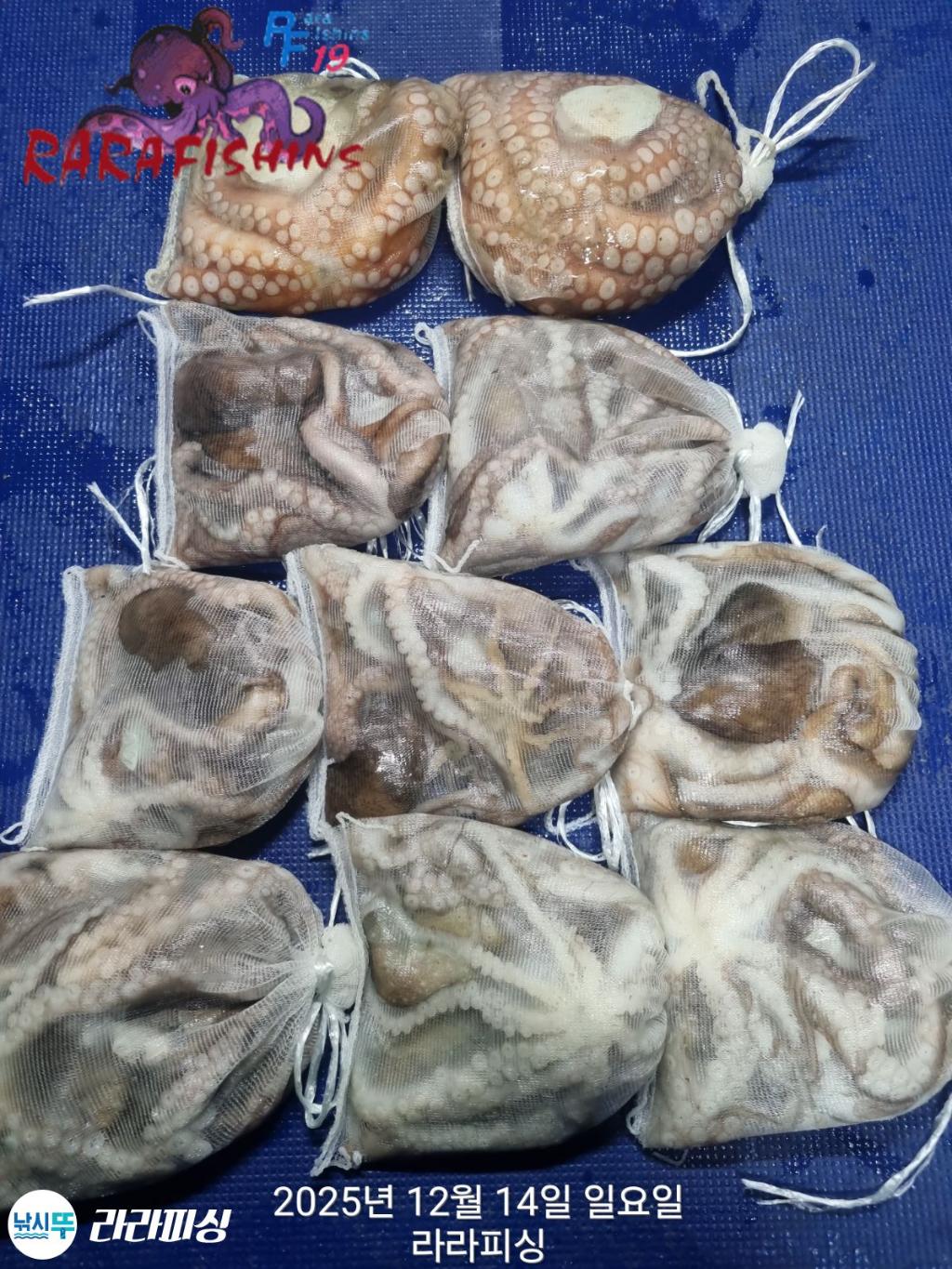 낚시뚜,낙지,속천항(진해),라라피싱,낚시뚜1