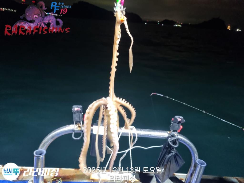 낚시뚜,낙지,속천항(진해),라라피싱,낚시뚜1