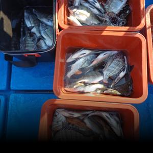 조황,  ※※※※악천후속에서도 감성돔 은퍽퍽※※※