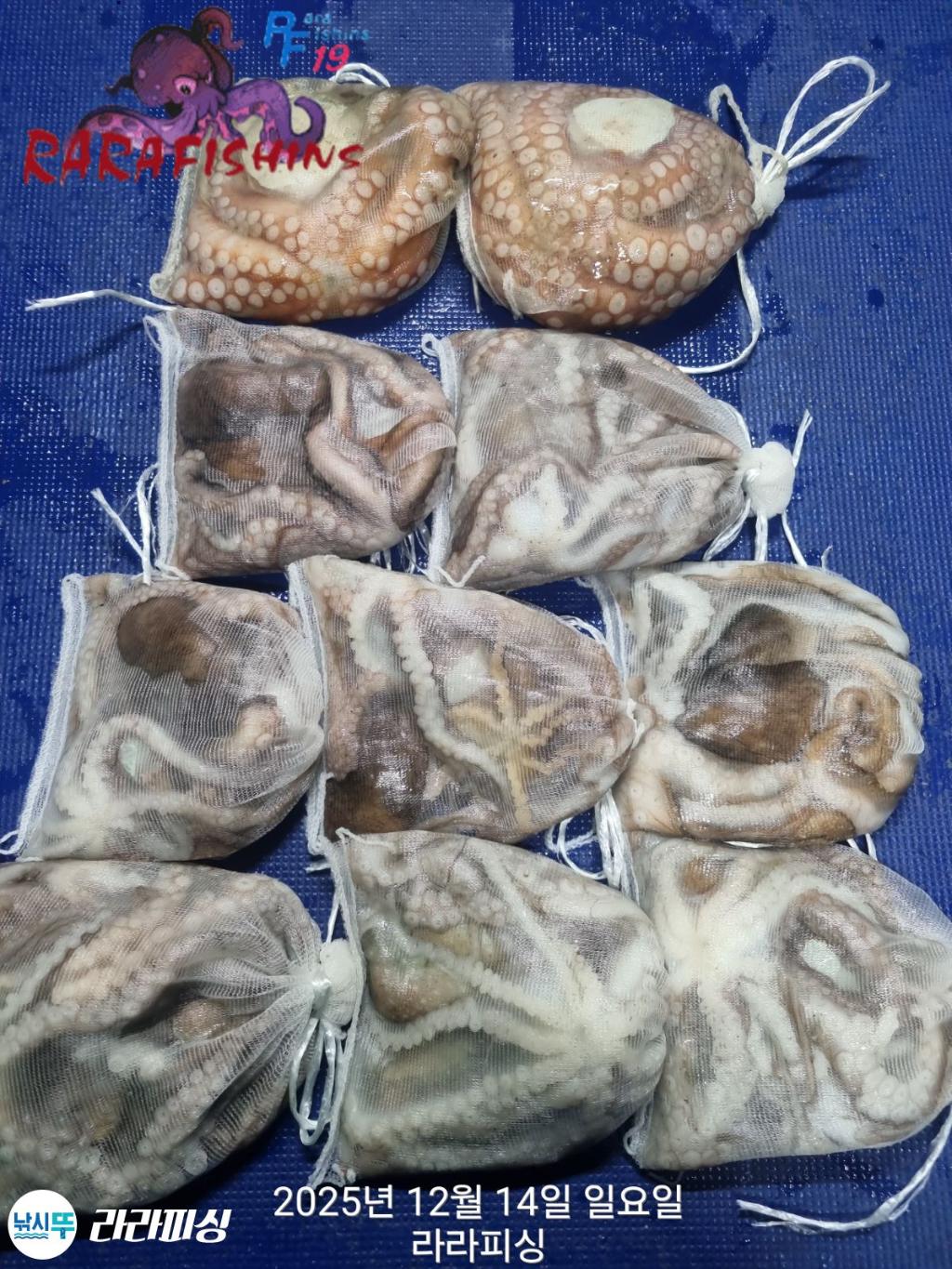 낚시뚜,낙지,속천항(진해),라라피싱,낚시뚜18