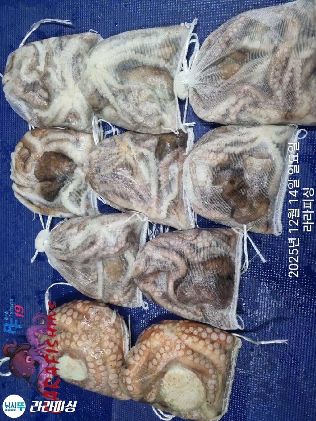 낚시뚜,낙지,속천항(진해),라라피싱,낚시뚜15