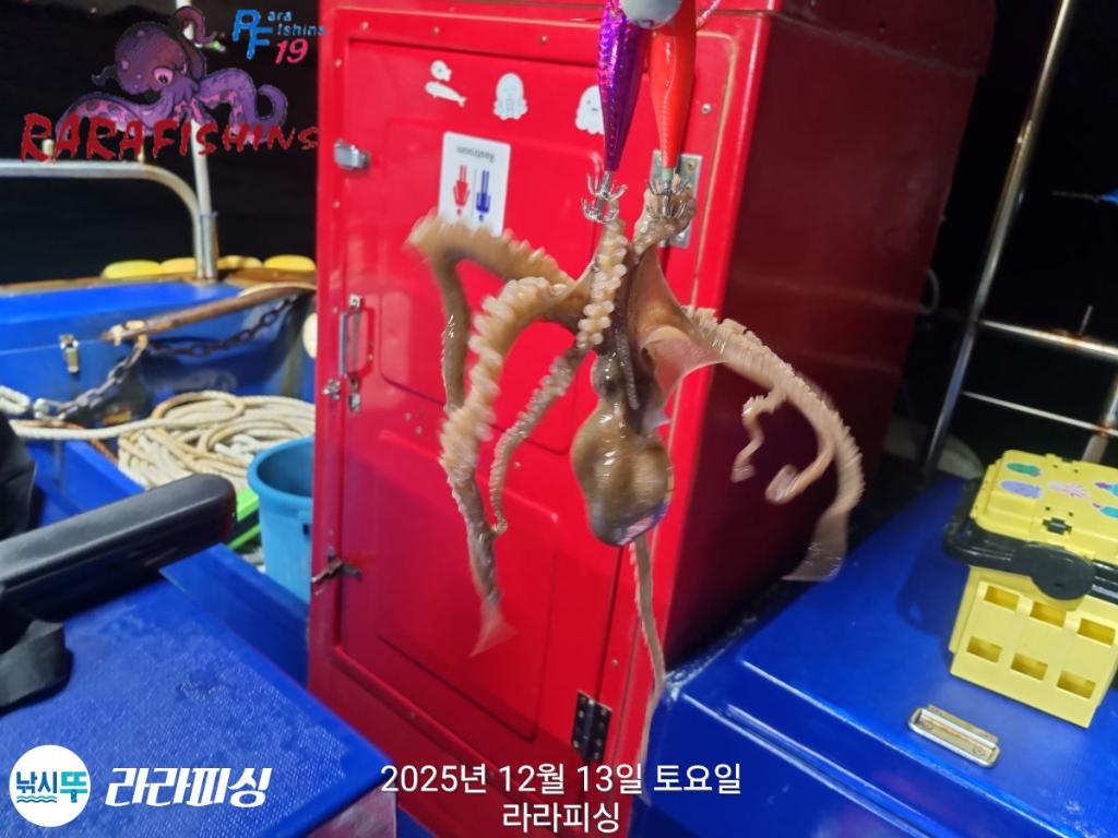 낚시뚜,낙지,속천항(진해),라라피싱,낚시뚜10