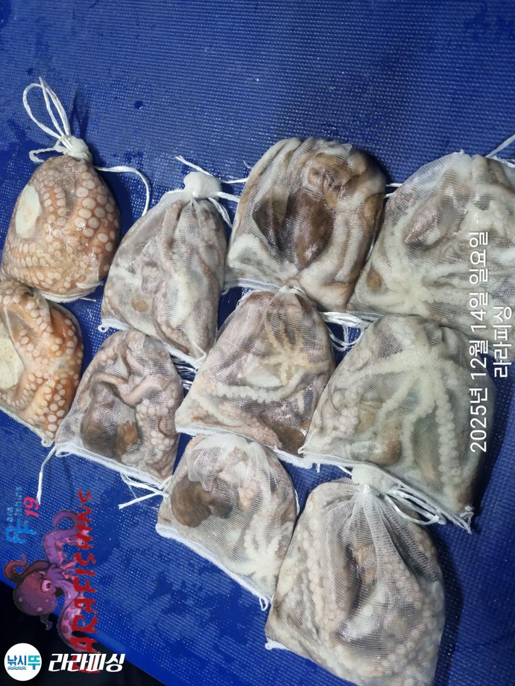 낚시뚜,낙지,속천항(진해),라라피싱,낚시뚜21