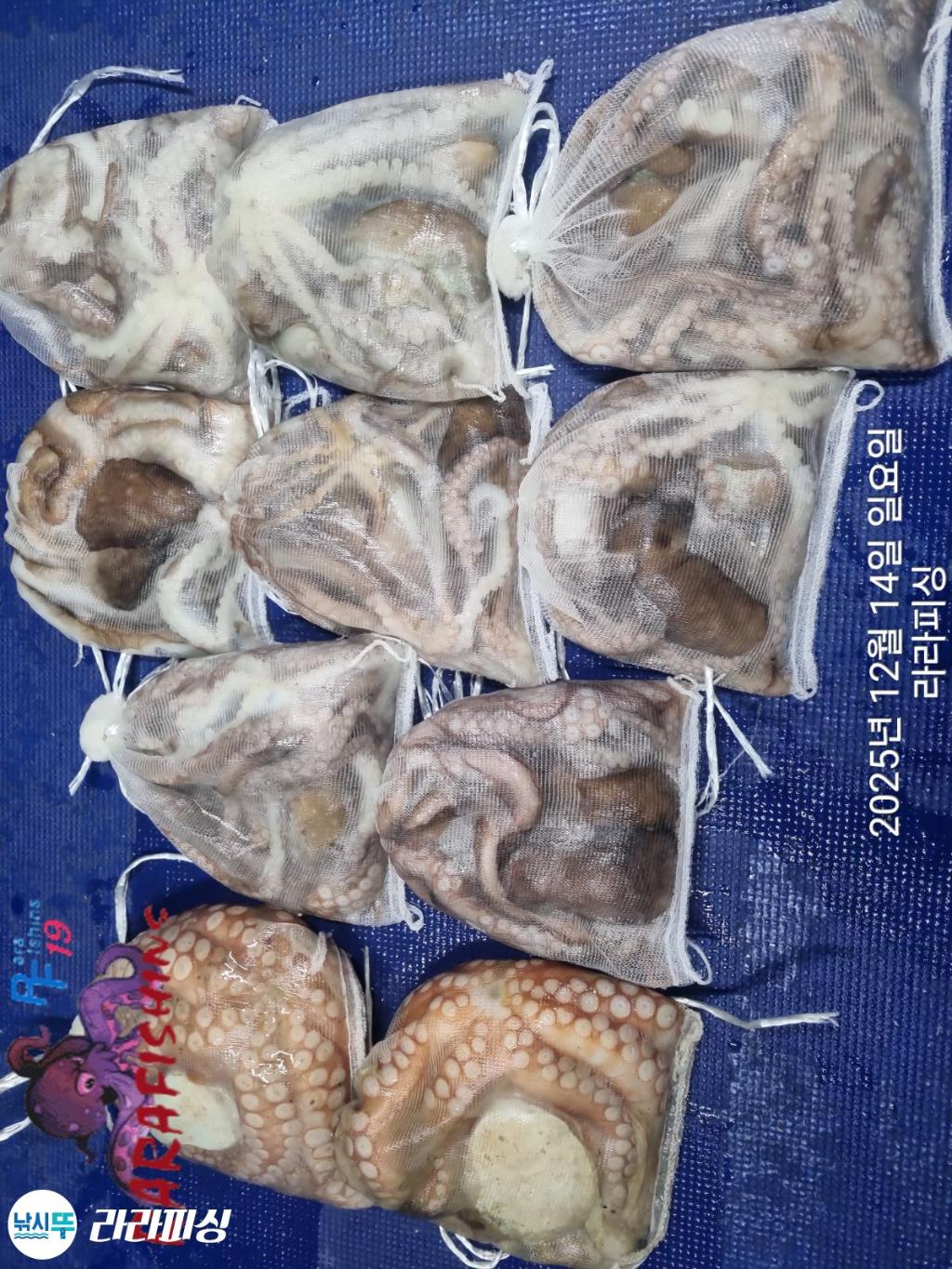 낚시뚜,낙지,속천항(진해),라라피싱,낚시뚜19