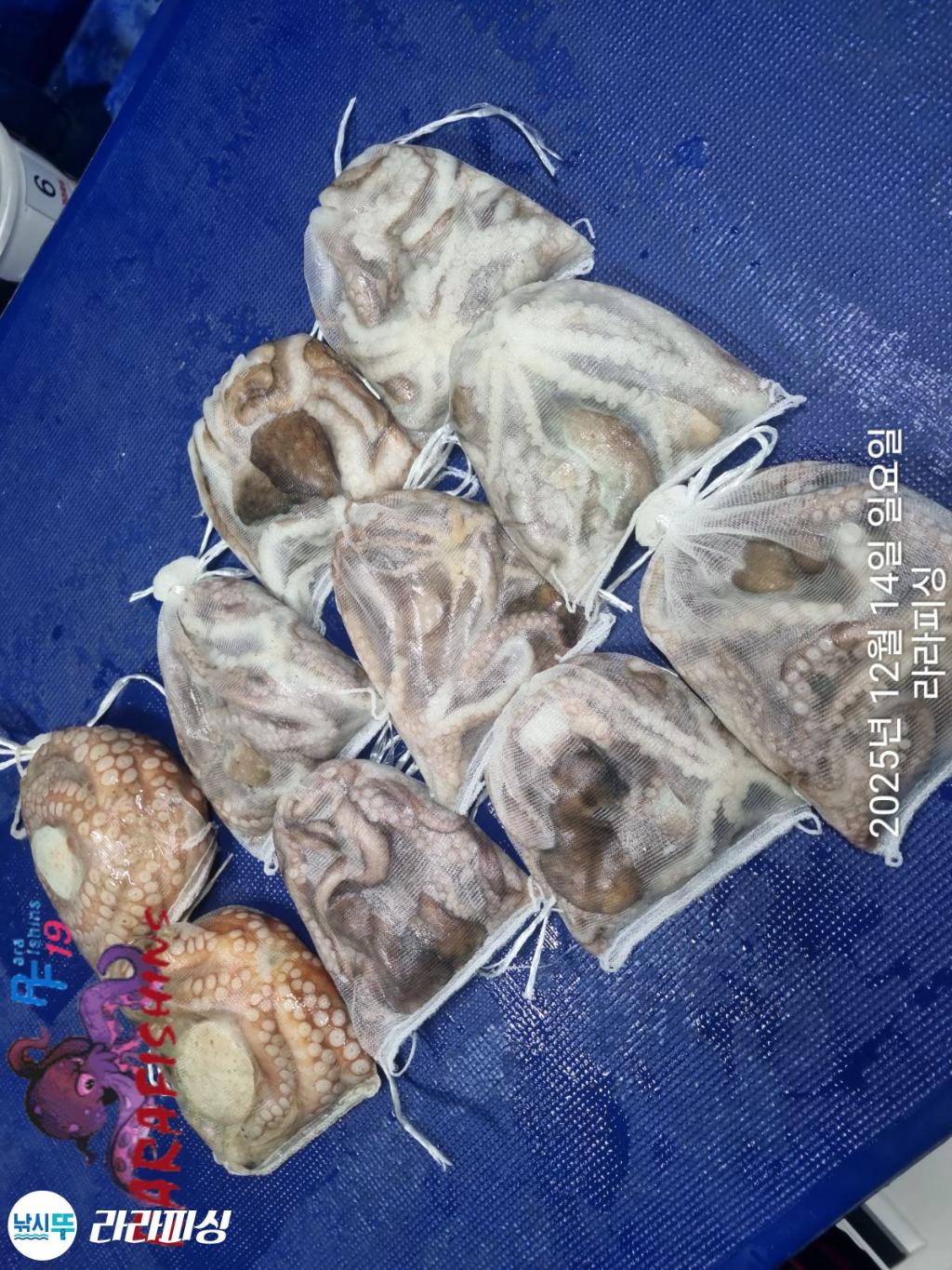 낚시뚜,낙지,속천항(진해),라라피싱,낚시뚜18