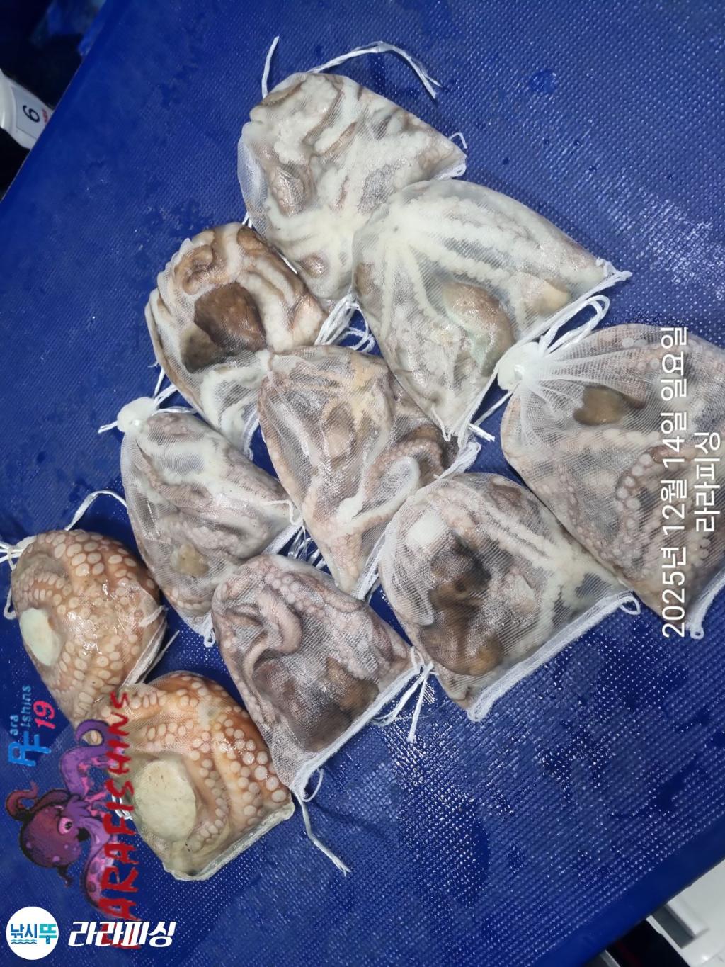 낚시뚜,낙지,속천항(진해),라라피싱,낚시뚜17