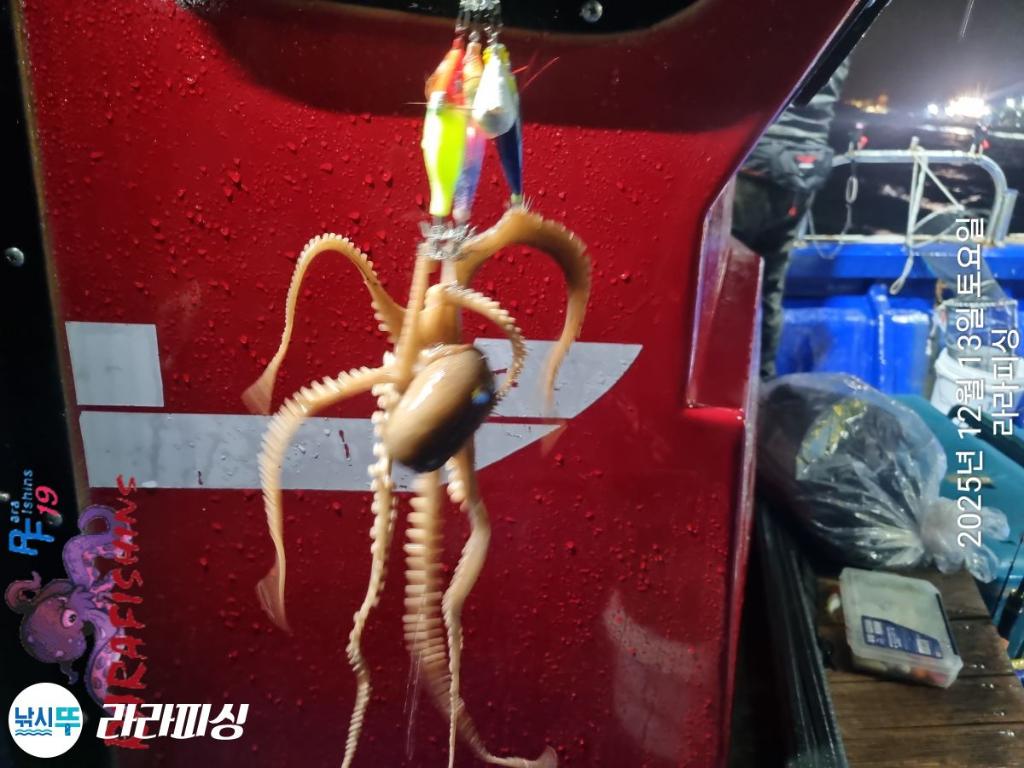 낚시뚜,낙지,속천항(진해),라라피싱,낚시뚜11