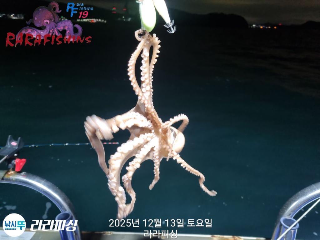낚시뚜,낙지,속천항(진해),라라피싱,낚시뚜1