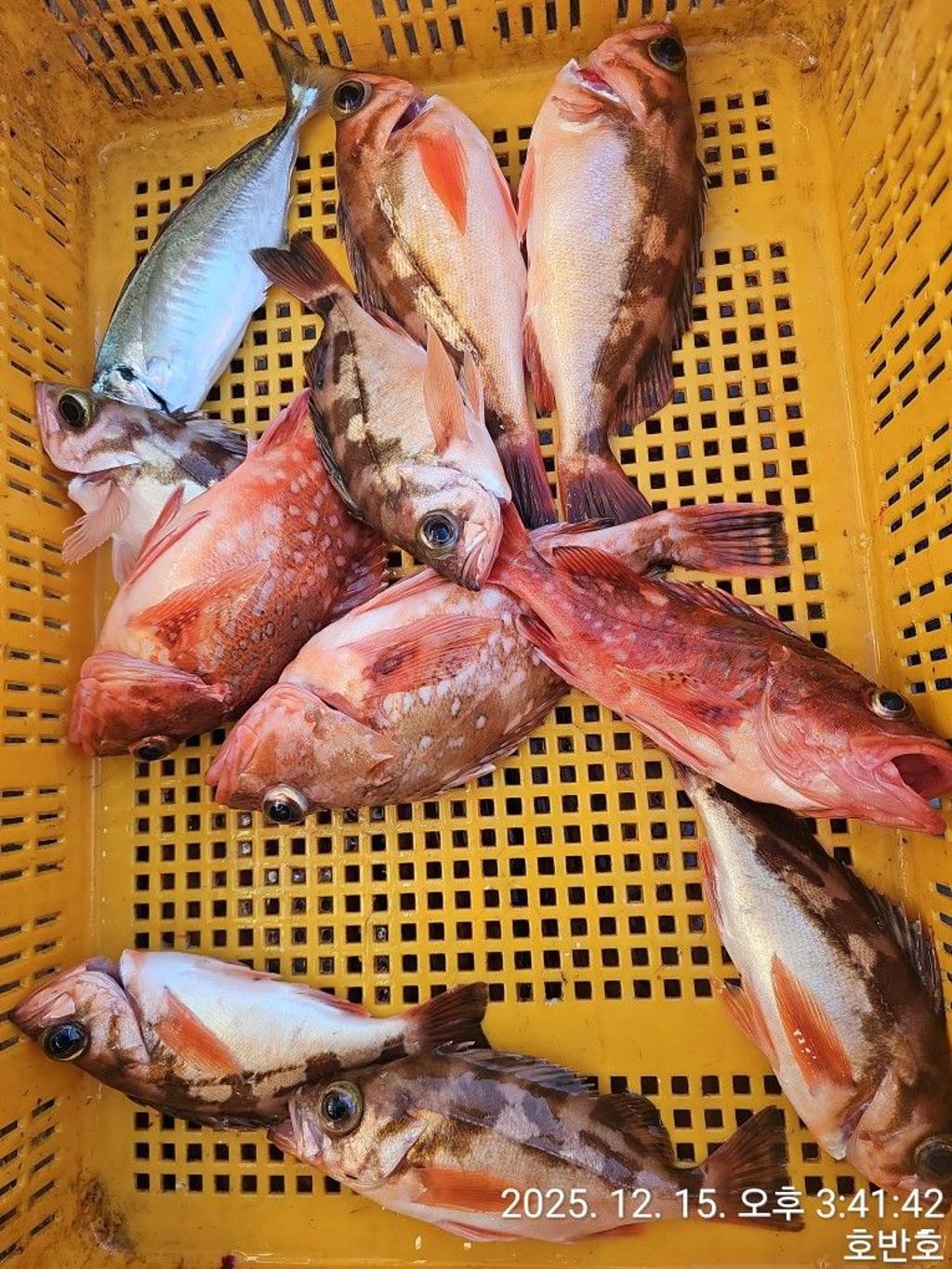 낚시뚜,갈치,통영 신전항,통영호반호,낚시뚜15