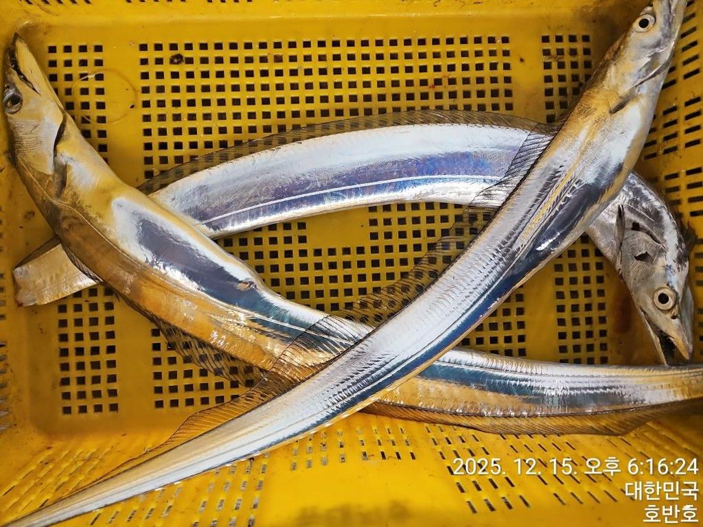 낚시뚜,갈치,통영 신전항,통영호반호,낚시뚜12