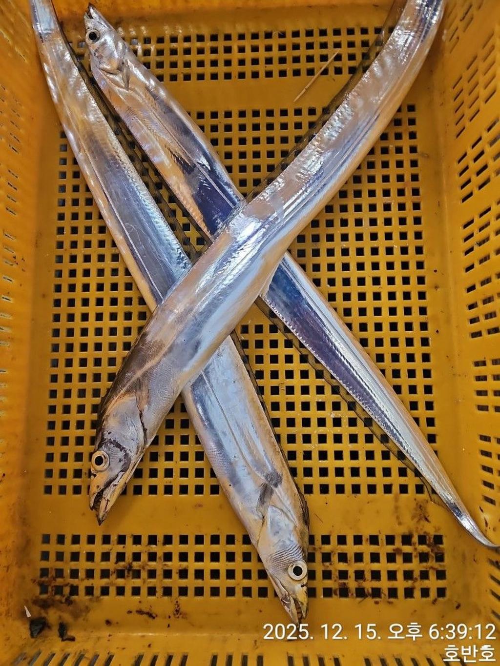 낚시뚜,갈치,통영 신전항,통영호반호,낚시뚜5