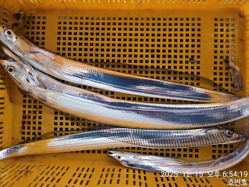 낚시뚜,갈치,통영 신전항,통영호반호,낚시뚜1