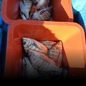 조황, 금일감성돔 조황입니다 