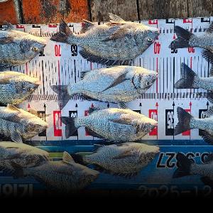 조황, 풍화리선외기 감시마리수조황