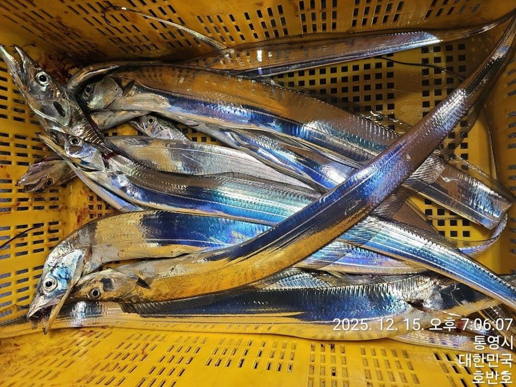 낚시뚜,갈치,통영 신전항,통영호반호,낚시뚜56