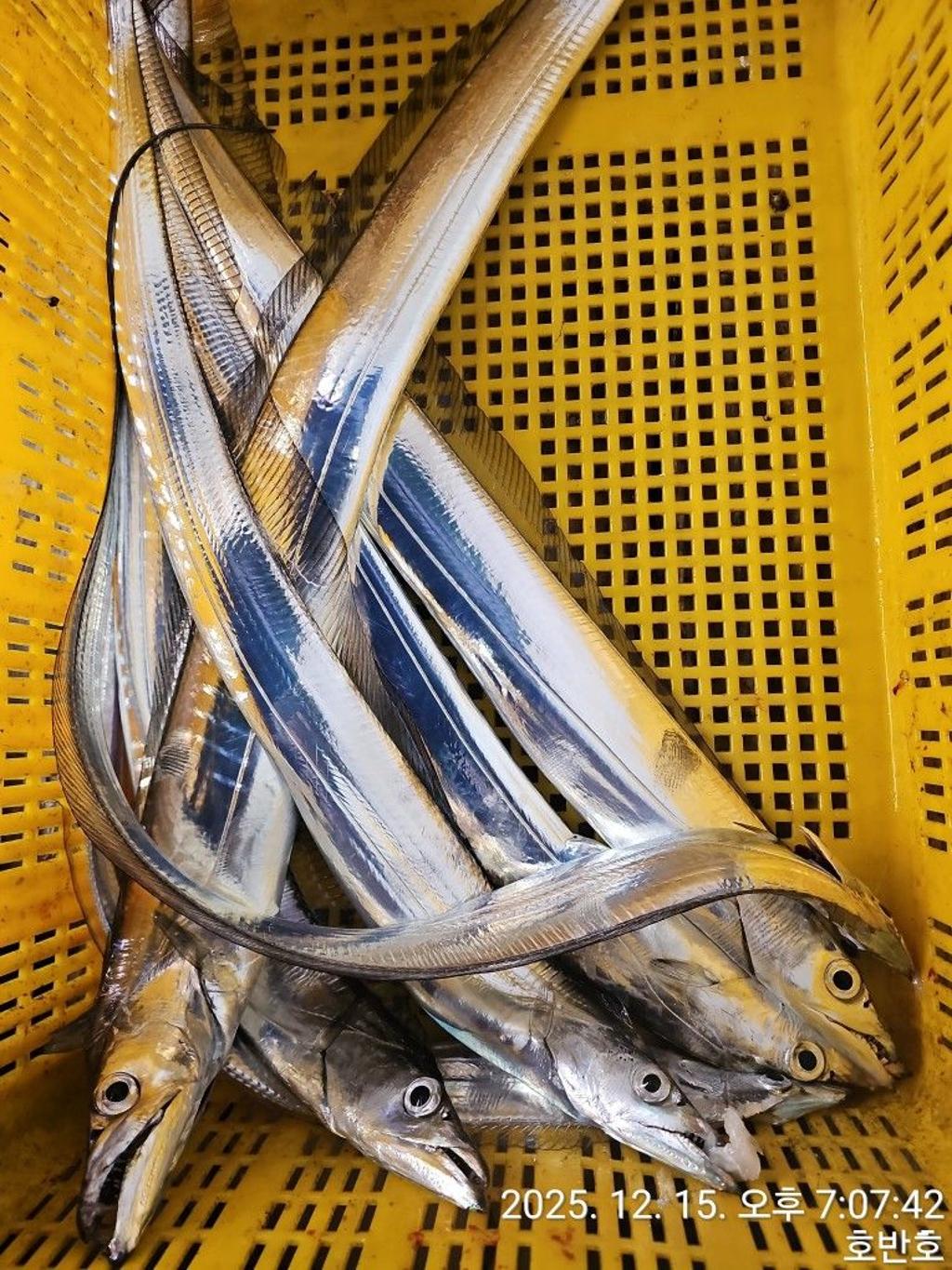 낚시뚜,갈치,통영 신전항,통영호반호,낚시뚜55