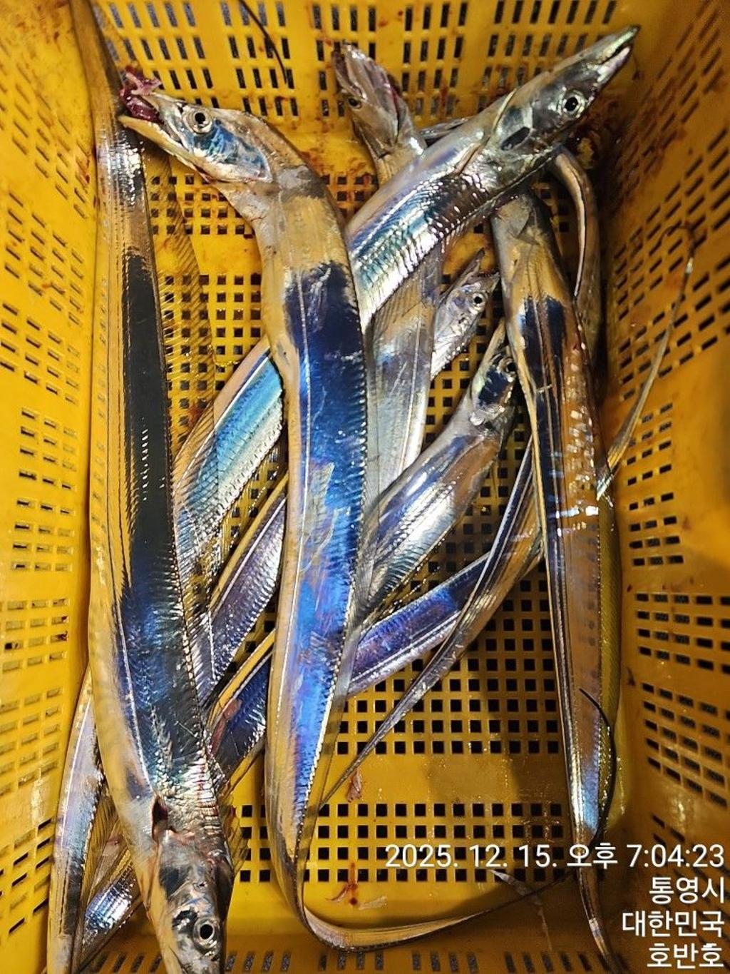 낚시뚜,갈치,통영 신전항,통영호반호,낚시뚜54