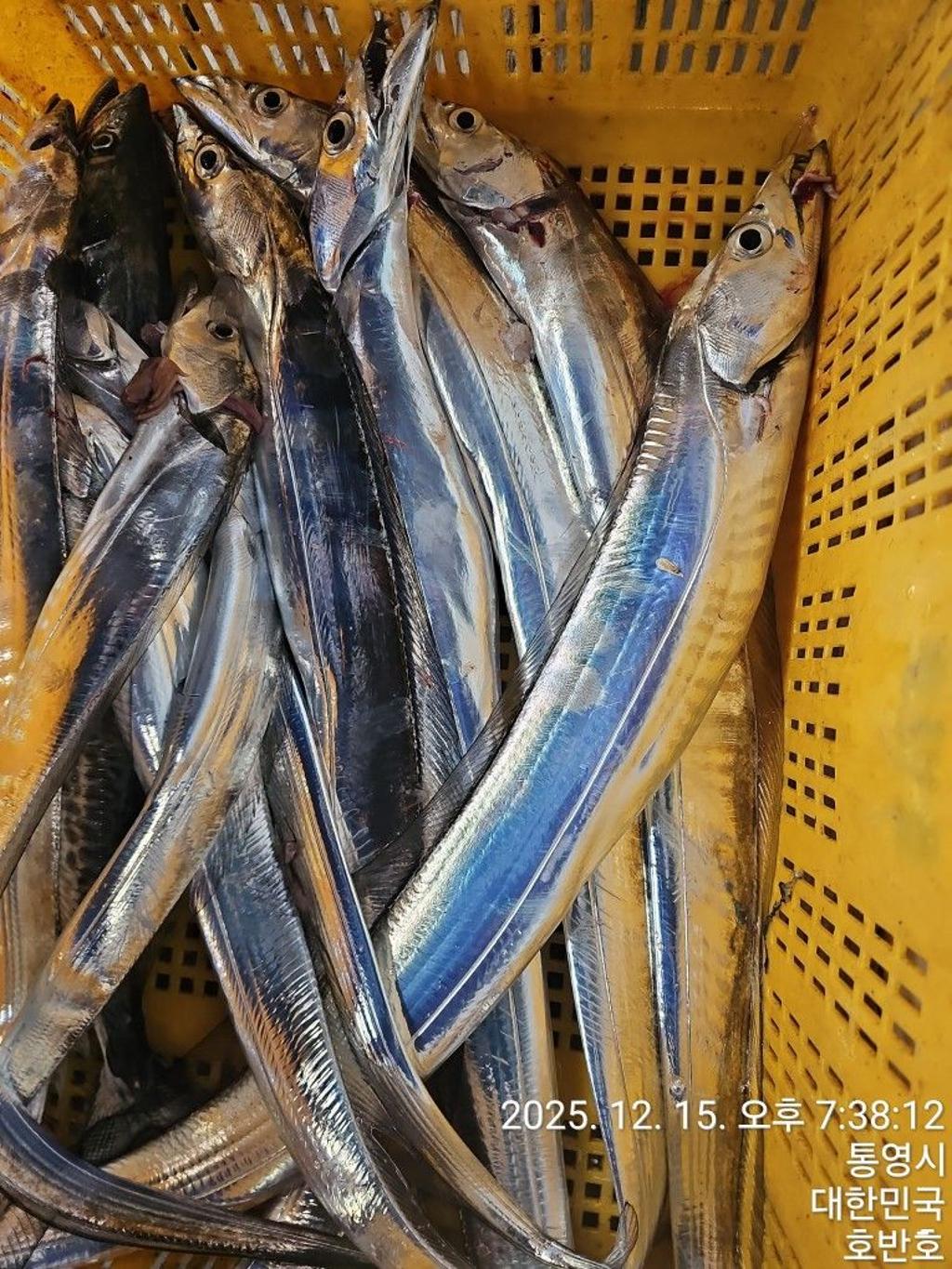 낚시뚜,갈치,통영 신전항,통영호반호,낚시뚜53