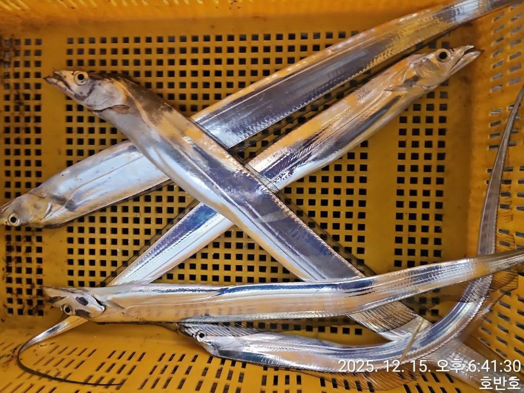 낚시뚜,갈치,통영 신전항,통영호반호,낚시뚜52