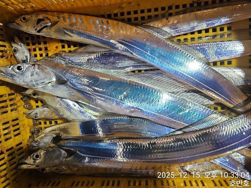 낚시뚜,갈치,통영 신전항,통영호반호,낚시뚜51