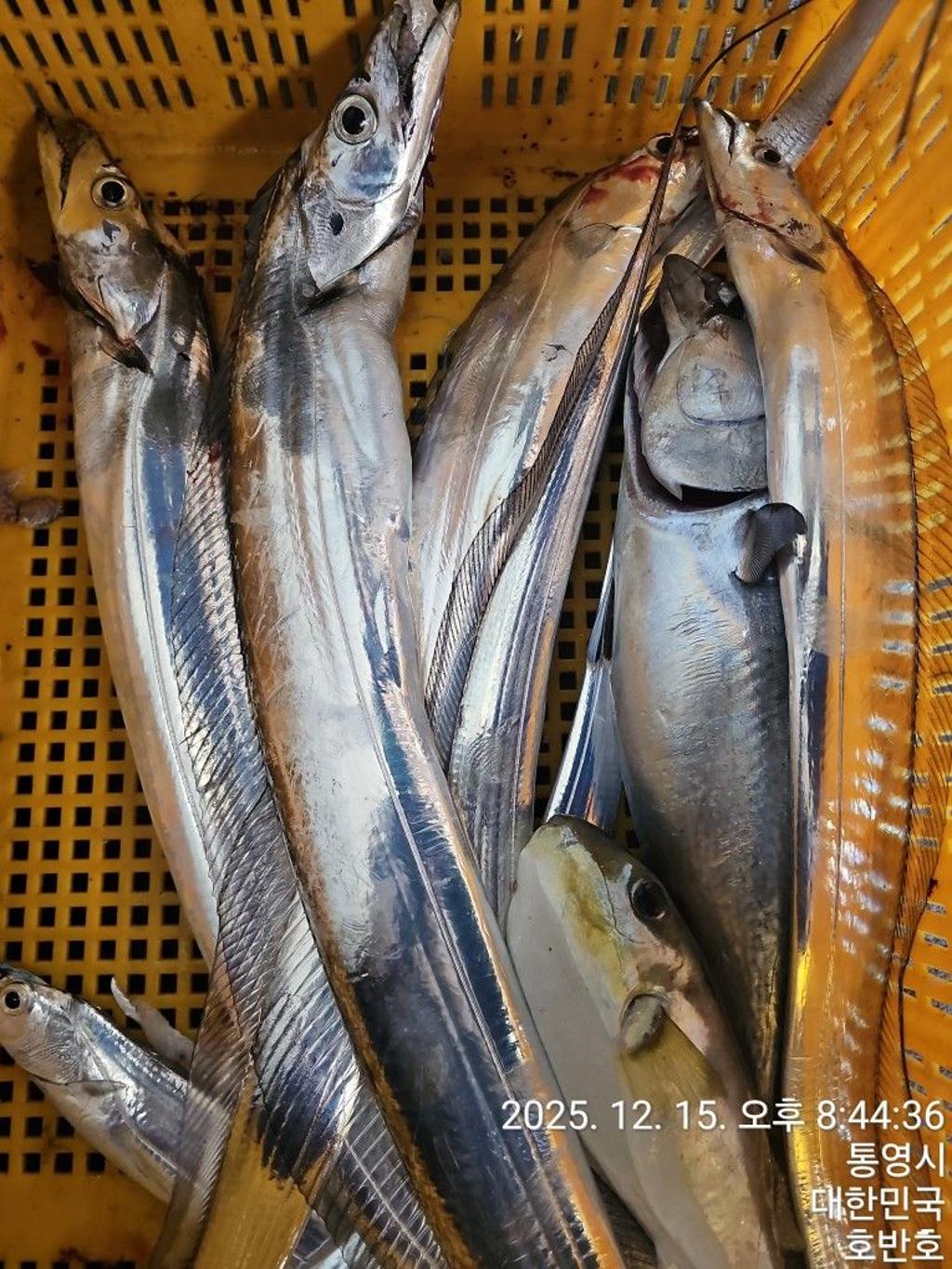 낚시뚜,갈치,통영 신전항,통영호반호,낚시뚜50