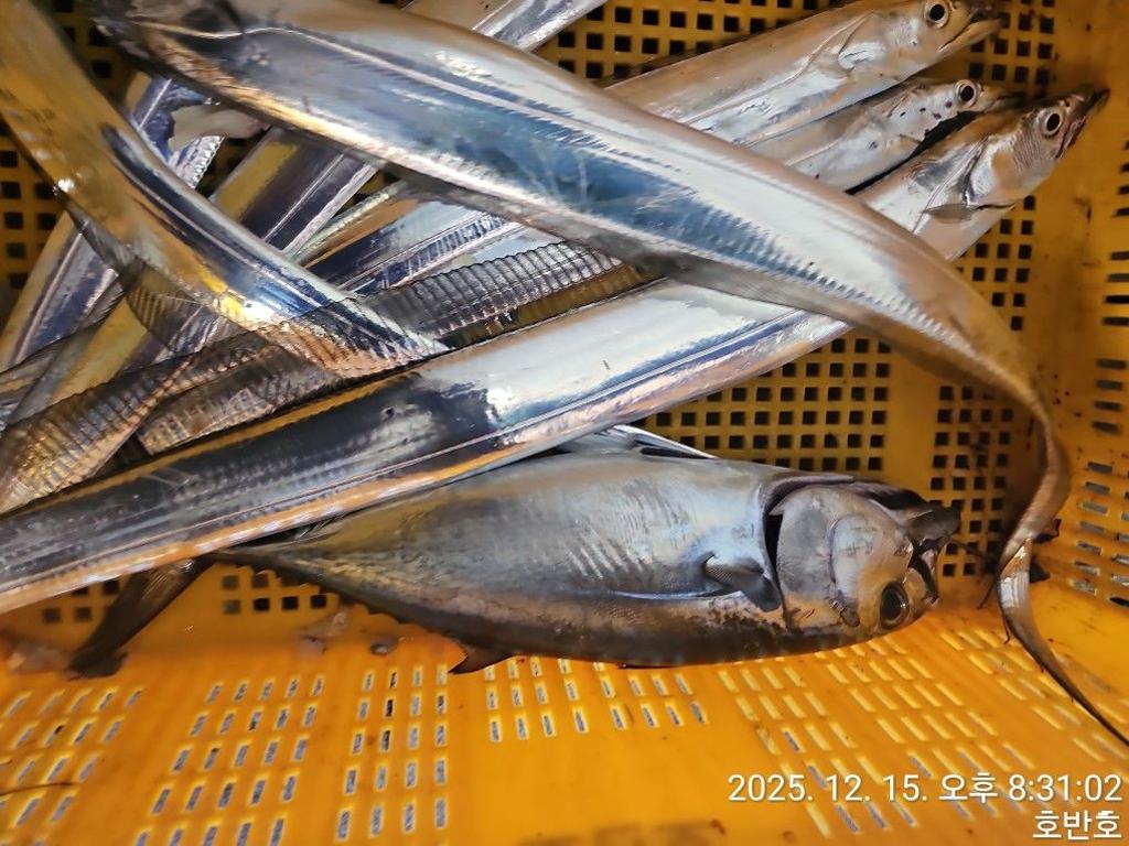 낚시뚜,갈치,통영 신전항,통영호반호,낚시뚜49