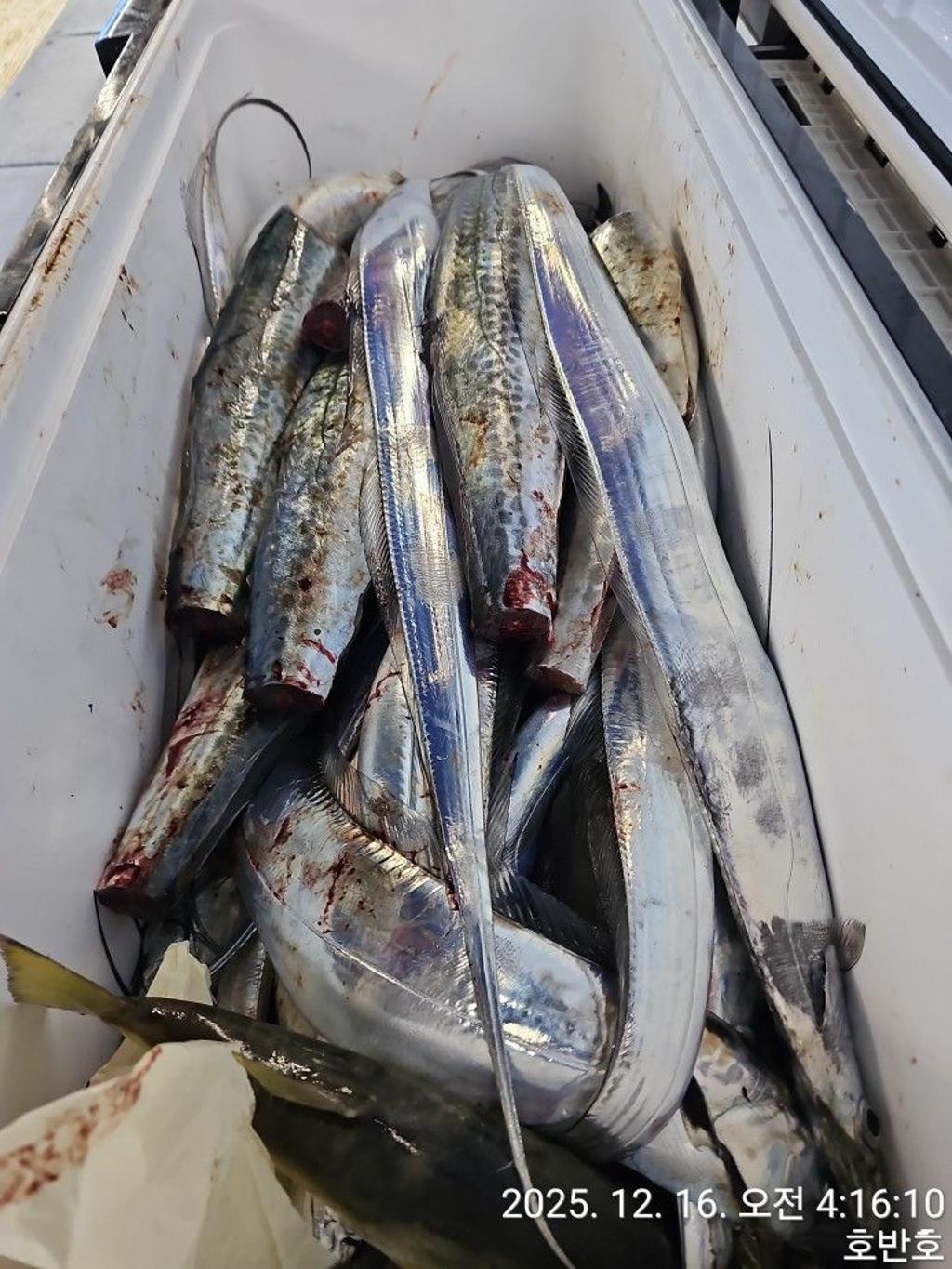 낚시뚜,갈치,통영 신전항,통영호반호,낚시뚜48