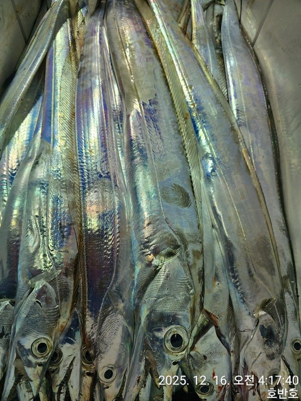 낚시뚜,갈치,통영 신전항,통영호반호,낚시뚜47