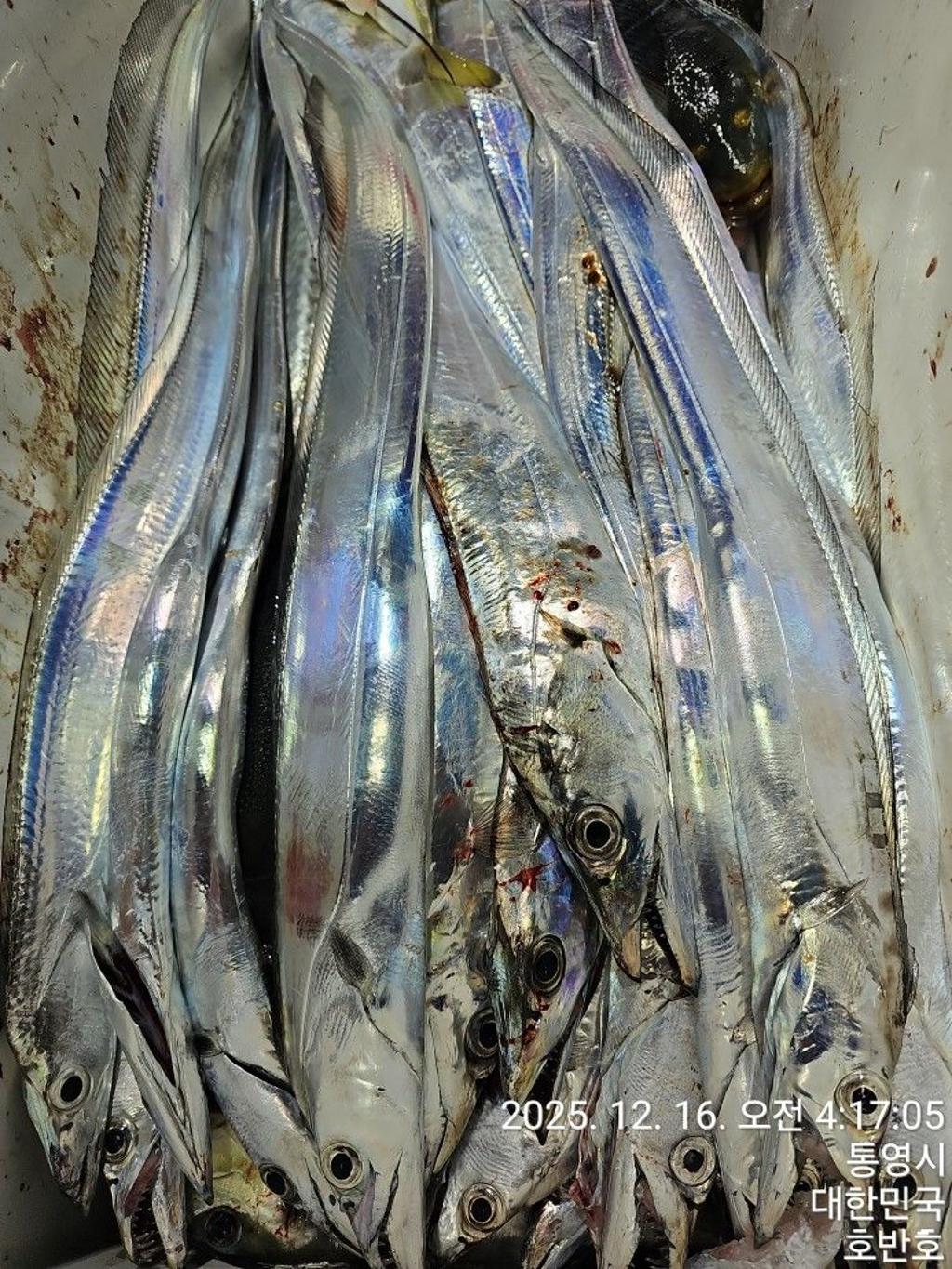 낚시뚜,갈치,통영 신전항,통영호반호,낚시뚜46