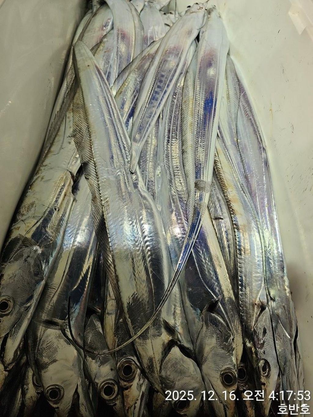 낚시뚜,갈치,통영 신전항,통영호반호,낚시뚜45