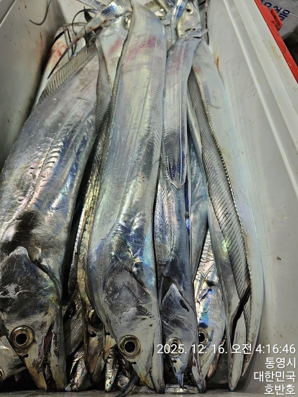 낚시뚜,갈치,통영 신전항,통영호반호,낚시뚜44