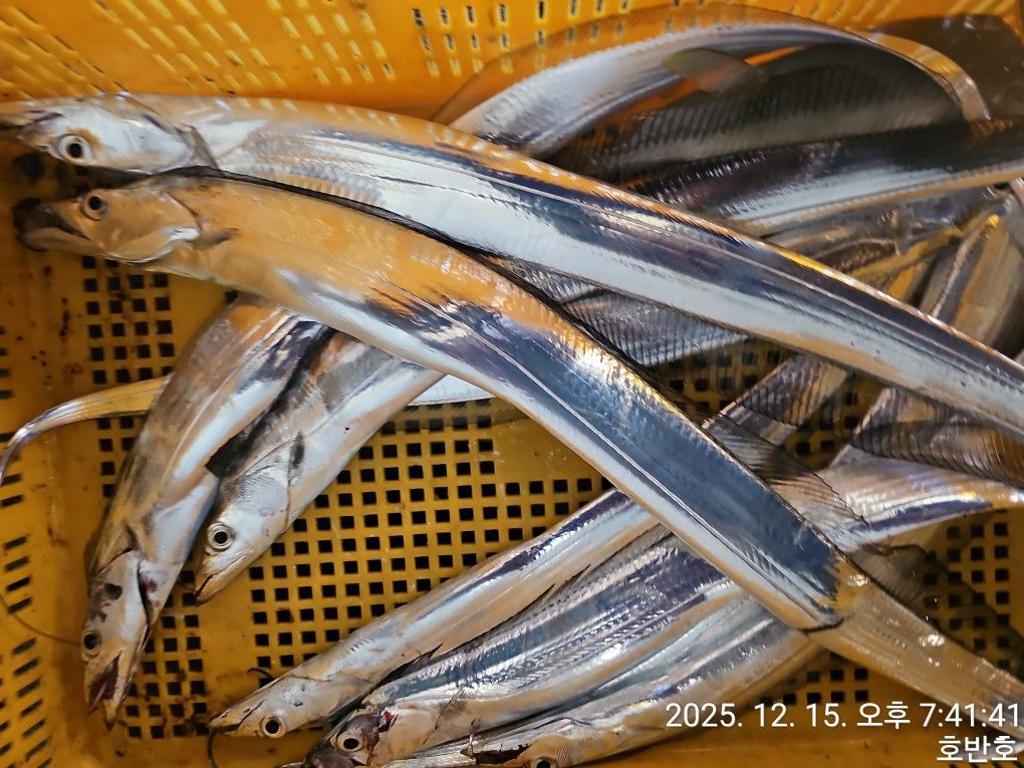 낚시뚜,갈치,통영 신전항,통영호반호,낚시뚜43