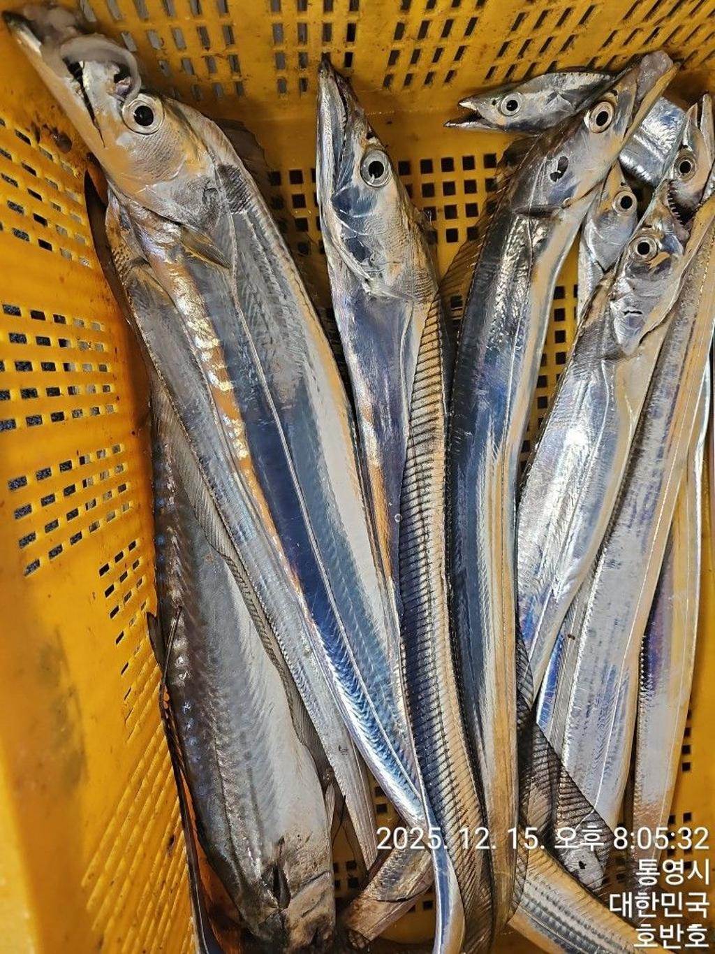 낚시뚜,갈치,통영 신전항,통영호반호,낚시뚜42