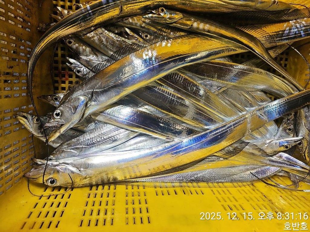 낚시뚜,갈치,통영 신전항,통영호반호,낚시뚜41