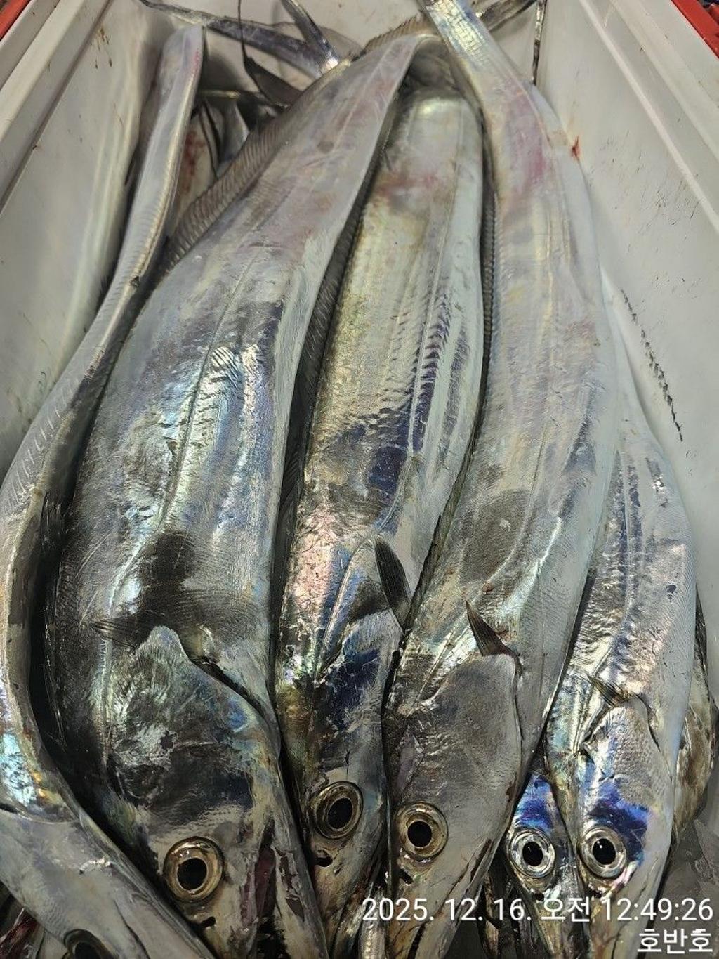 낚시뚜,갈치,통영 신전항,통영호반호,낚시뚜39