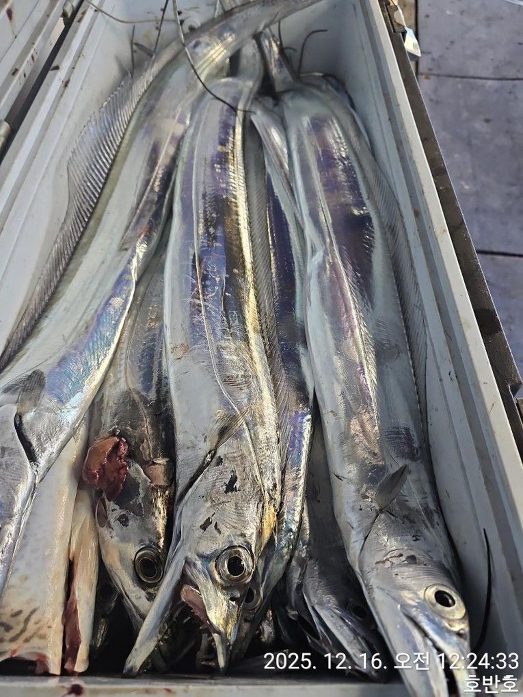 낚시뚜,갈치,통영 신전항,통영호반호,낚시뚜38