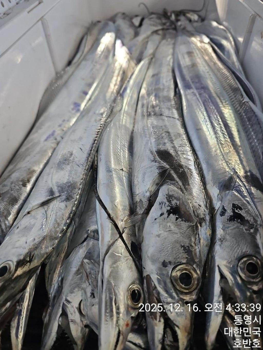 낚시뚜,갈치,통영 신전항,통영호반호,낚시뚜37