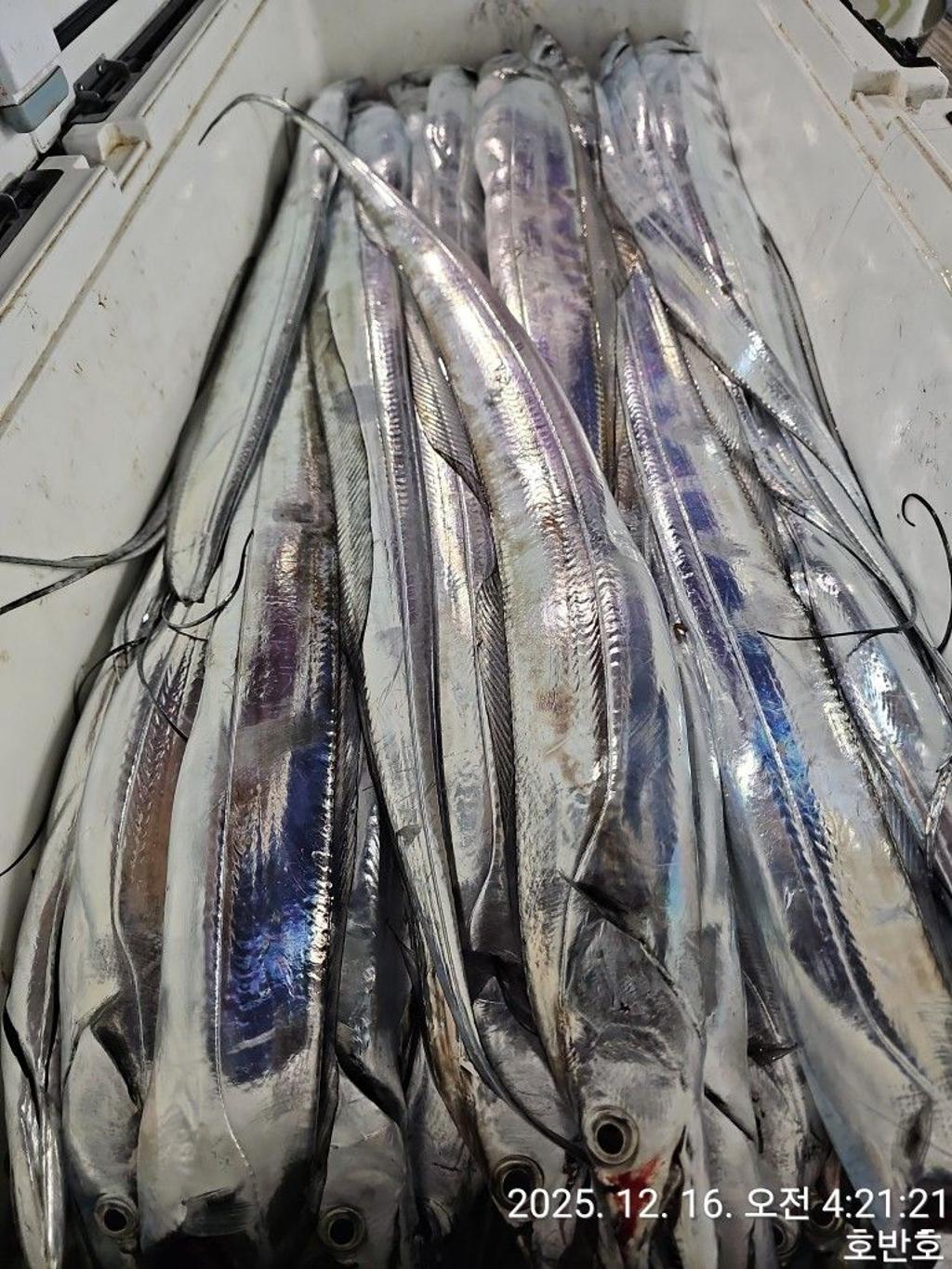 낚시뚜,갈치,통영 신전항,통영호반호,낚시뚜36