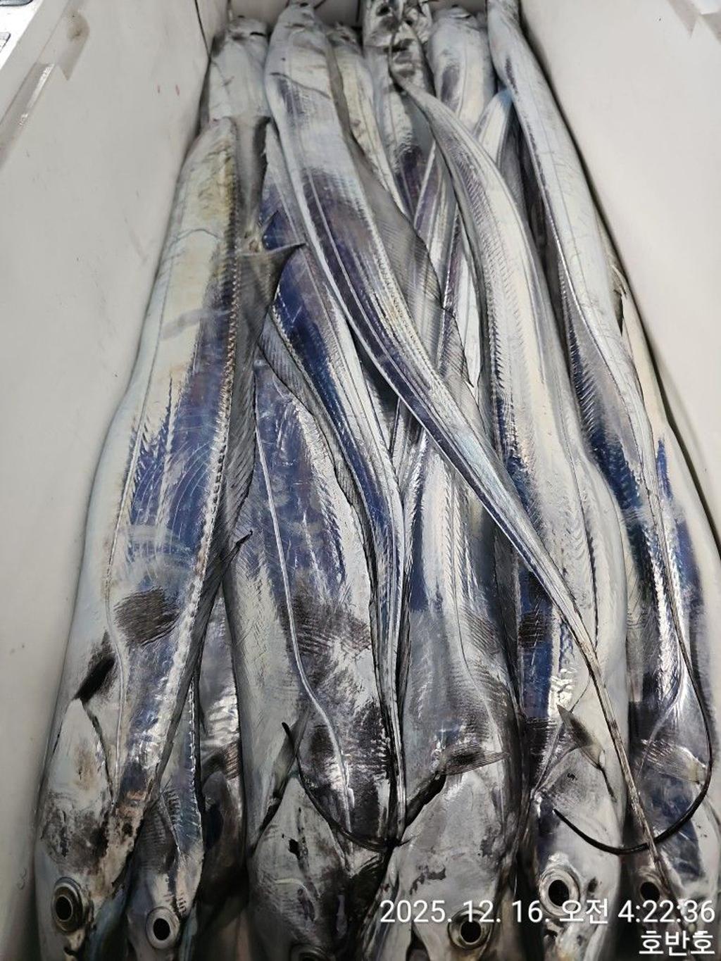 낚시뚜,갈치,통영 신전항,통영호반호,낚시뚜35