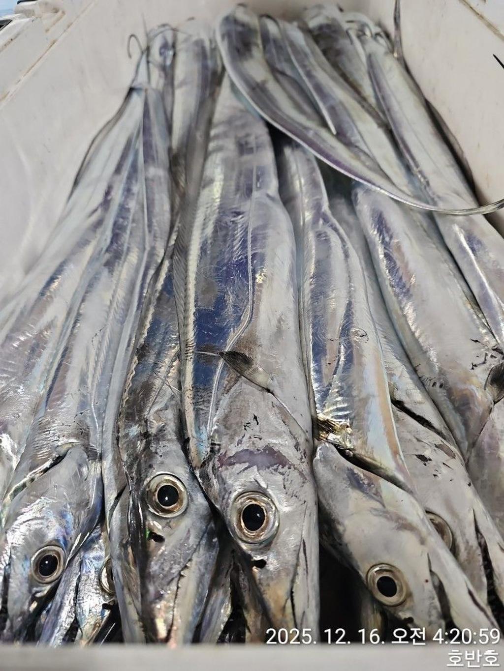 낚시뚜,갈치,통영 신전항,통영호반호,낚시뚜34