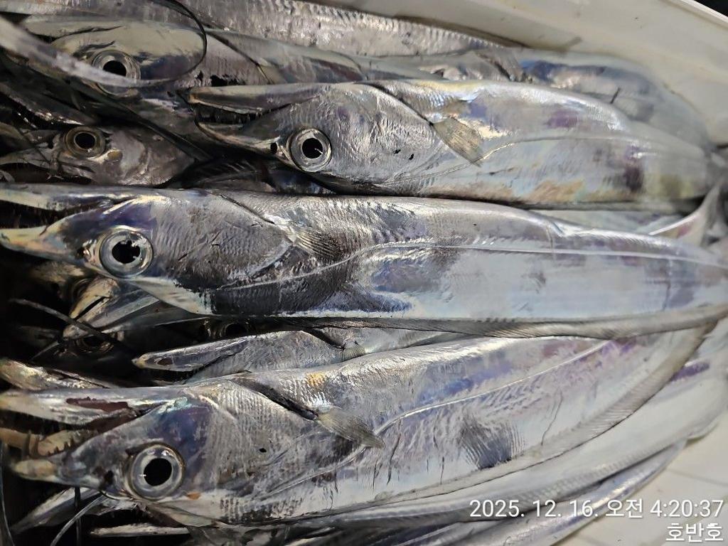 낚시뚜,갈치,통영 신전항,통영호반호,낚시뚜33