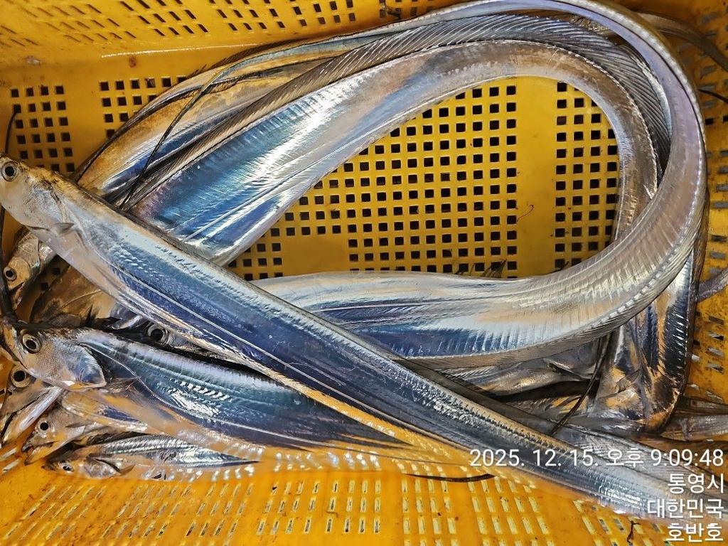 낚시뚜,갈치,통영 신전항,통영호반호,낚시뚜32