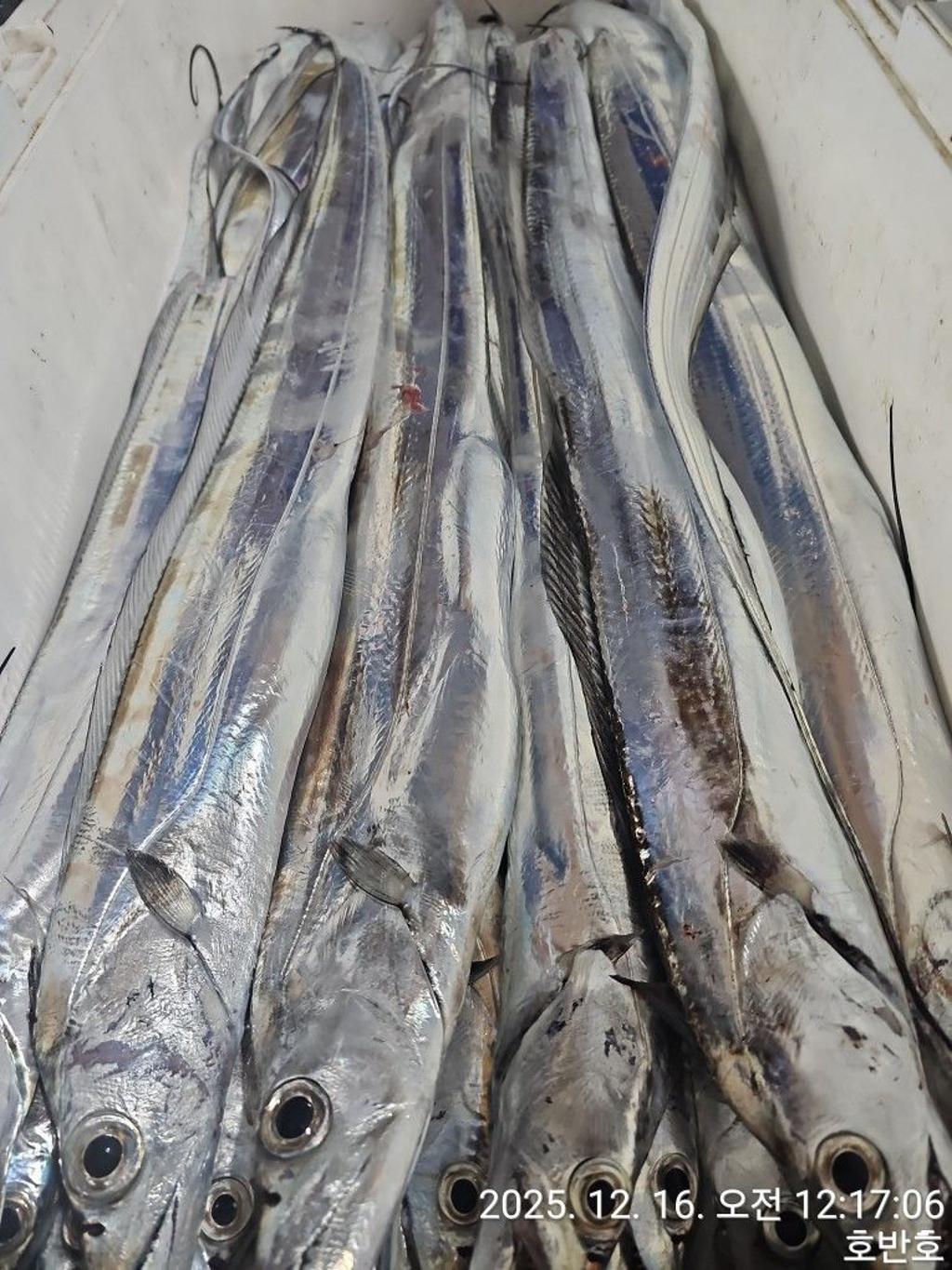 낚시뚜,갈치,통영 신전항,통영호반호,낚시뚜31