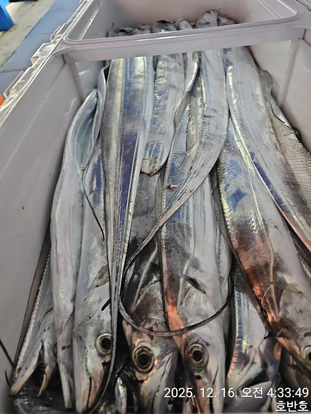 낚시뚜,갈치,통영 신전항,통영호반호,낚시뚜30