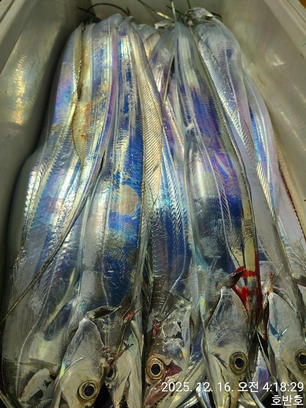 낚시뚜,갈치,통영 신전항,통영호반호,낚시뚜29