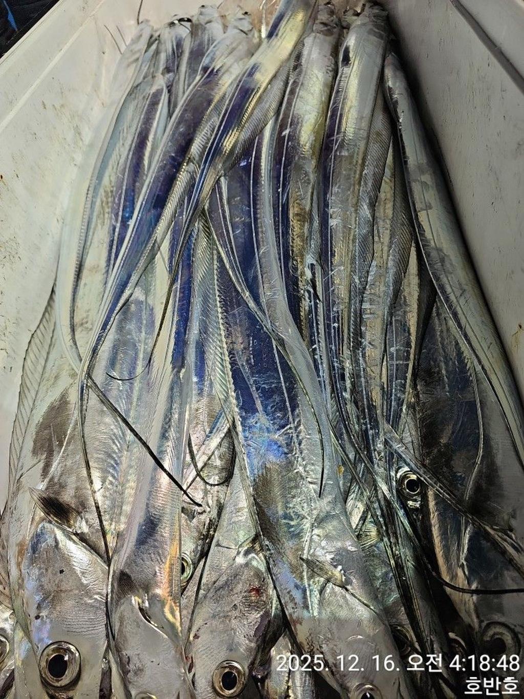 낚시뚜,갈치,통영 신전항,통영호반호,낚시뚜28