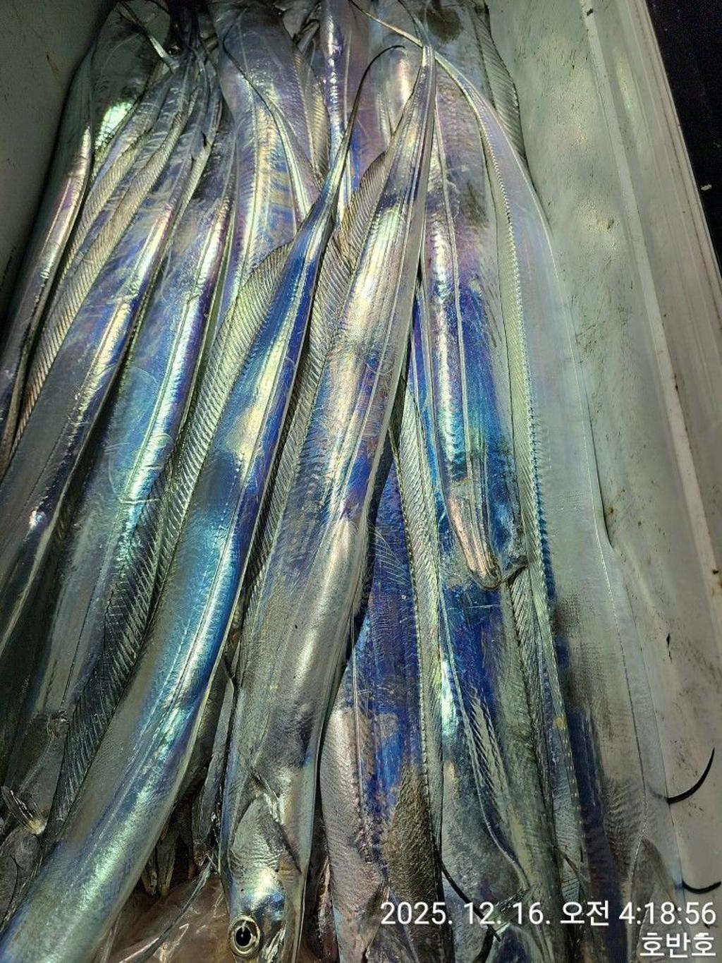 낚시뚜,갈치,통영 신전항,통영호반호,낚시뚜26