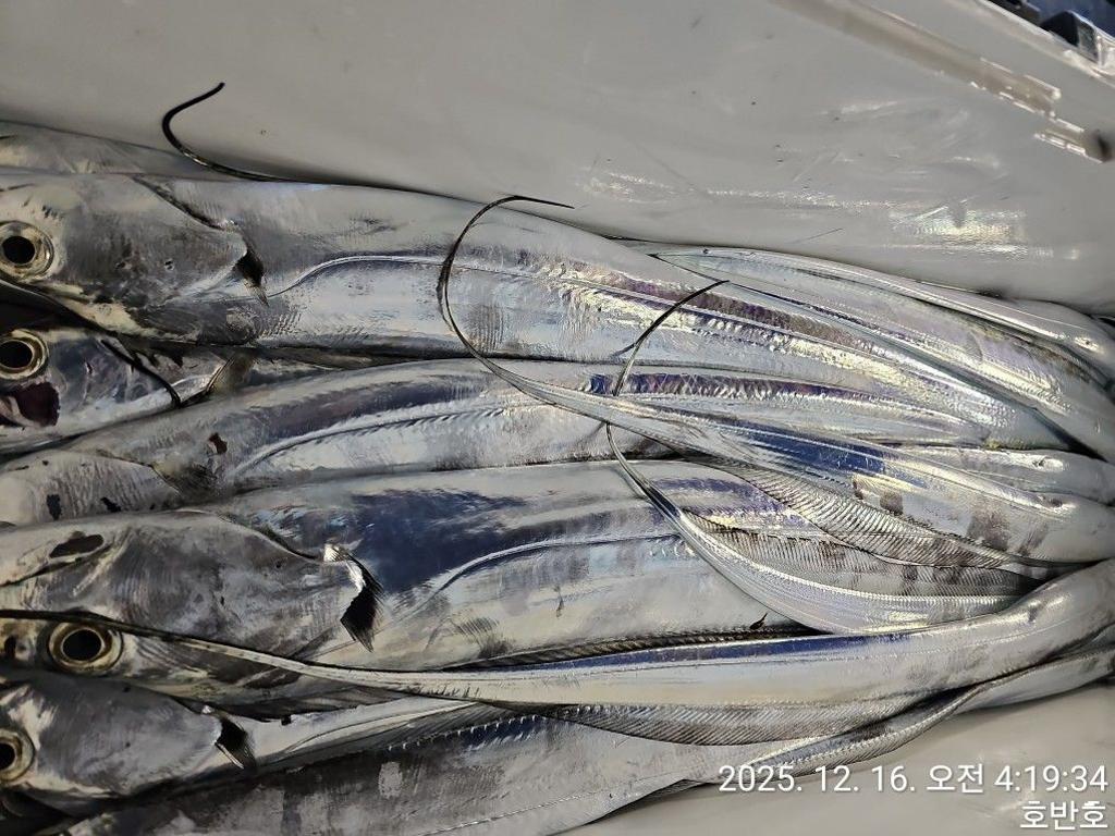 낚시뚜,갈치,통영 신전항,통영호반호,낚시뚜25